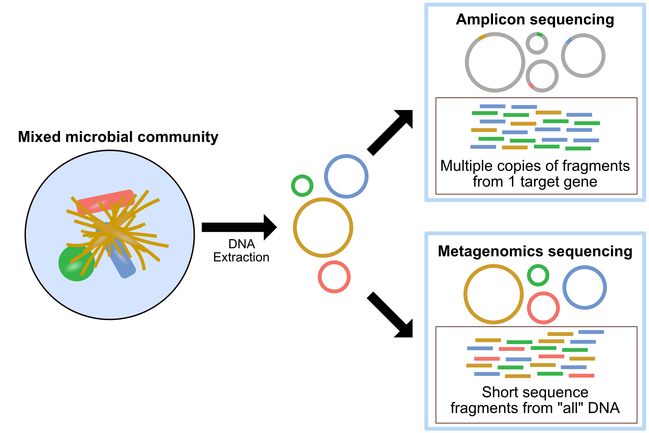 Amplicon and metagenomics overview